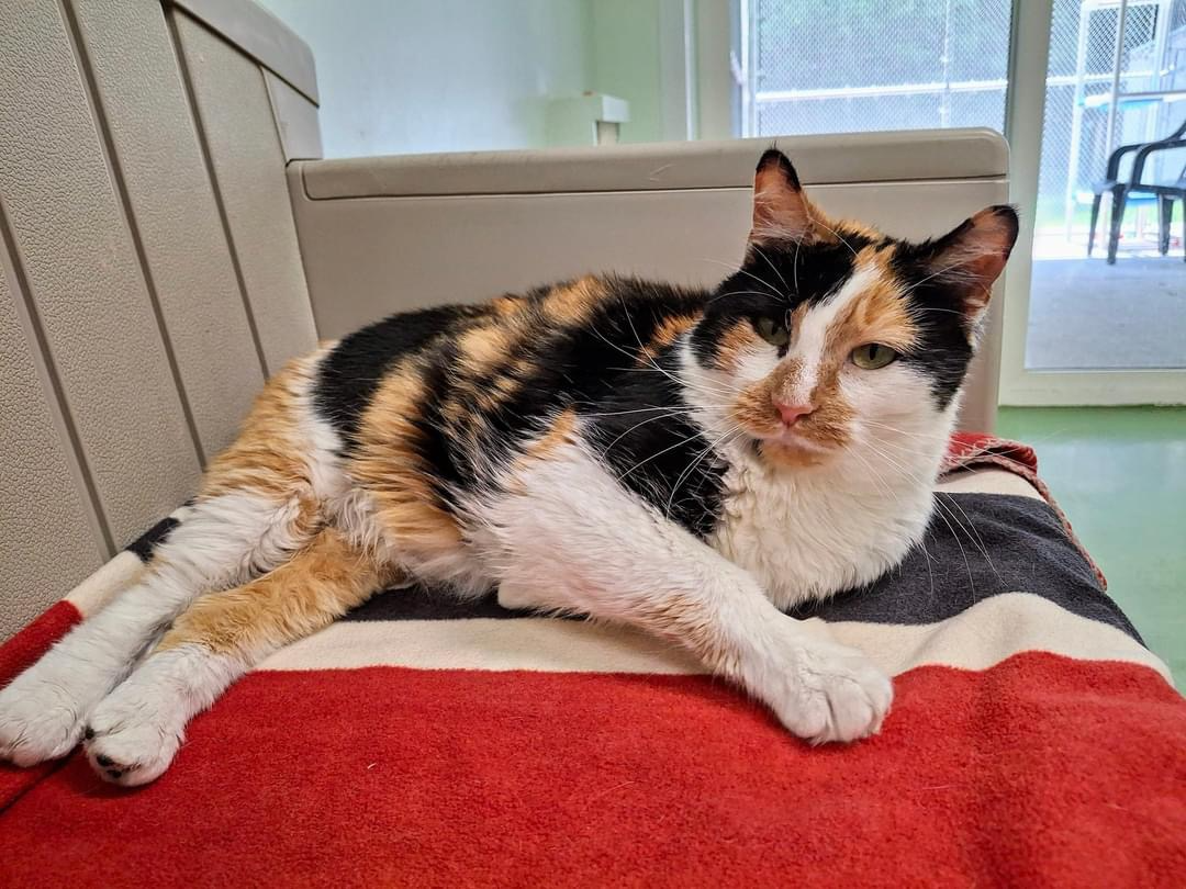 Cat lying on blanket